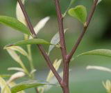 Erythroxylum coca