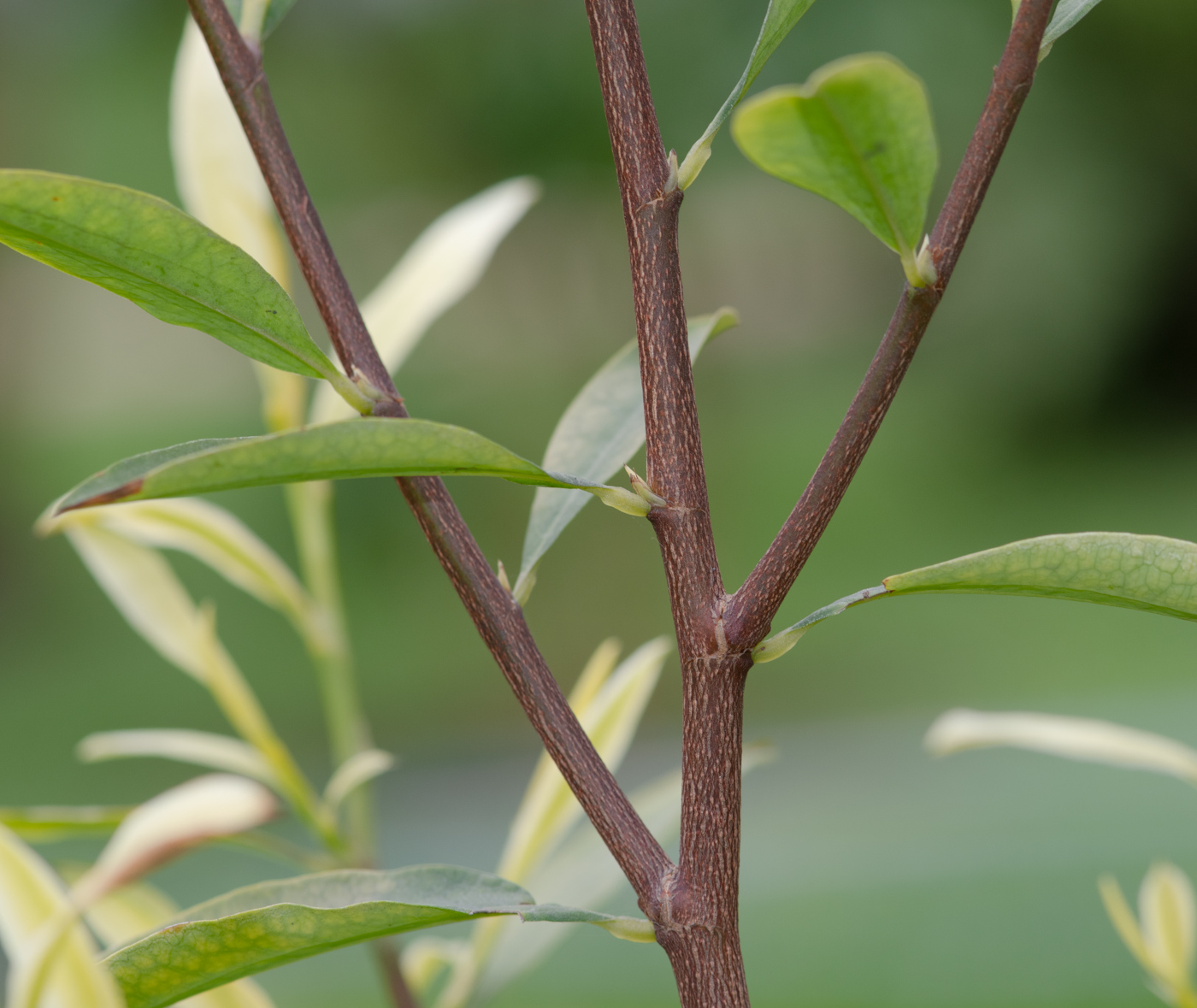 Изображение особи Erythroxylum coca.