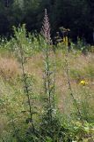 Artemisia vulgaris