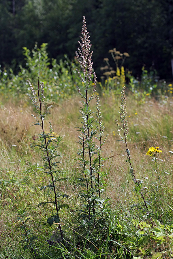 Изображение особи Artemisia vulgaris.