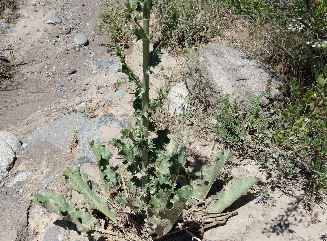 Image of Eryngium macrocalyx specimen.