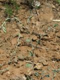 Polygonum maritimum