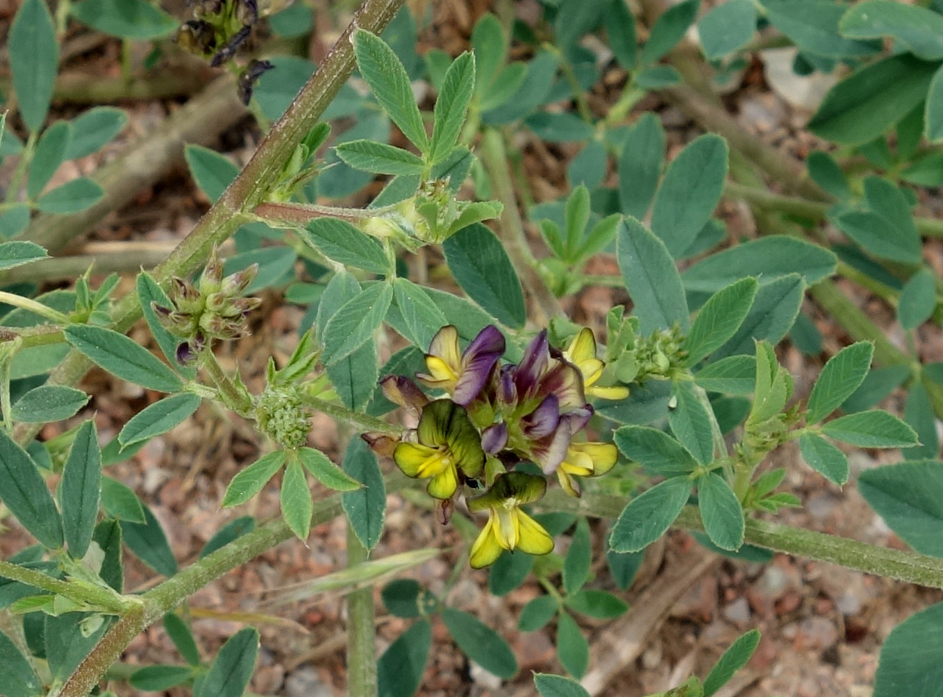 Image of Medicago × varia specimen.