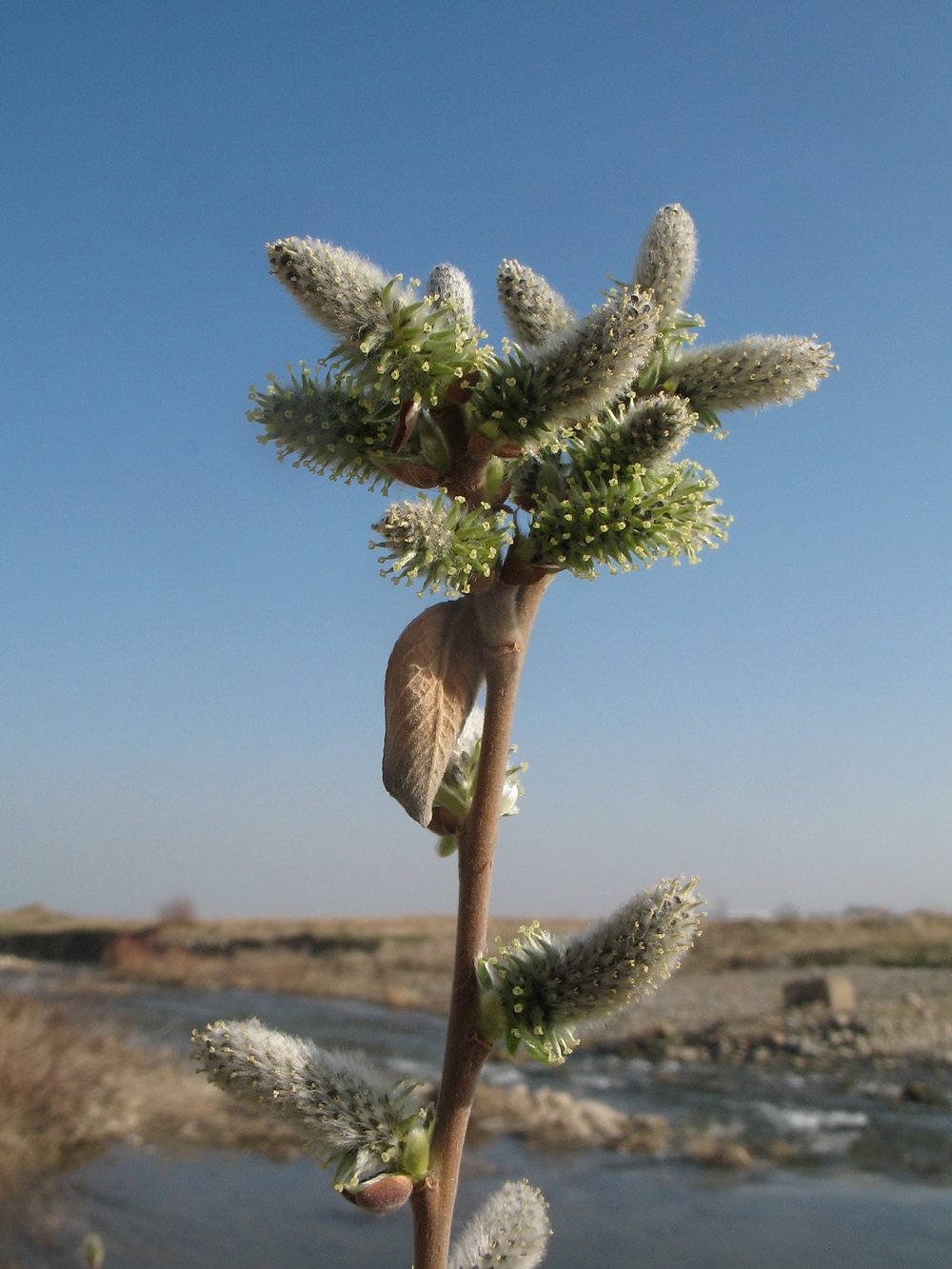 Image of Salix cinerea specimen.