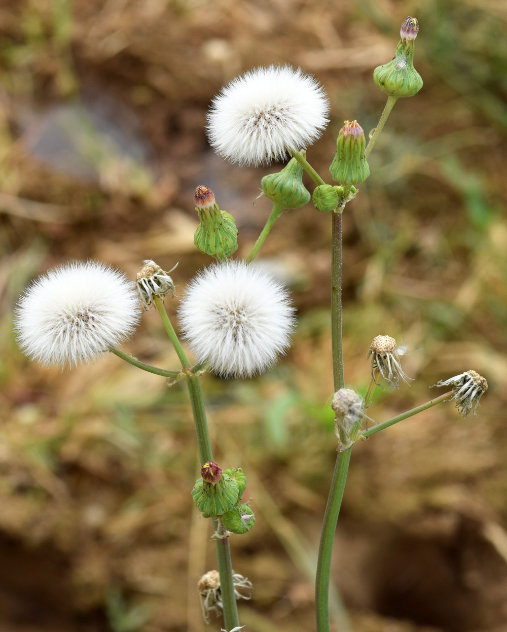 Image of Sonchus oleraceus specimen.