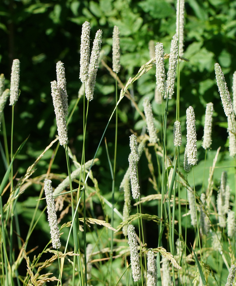 Image of Phleum pratense specimen.