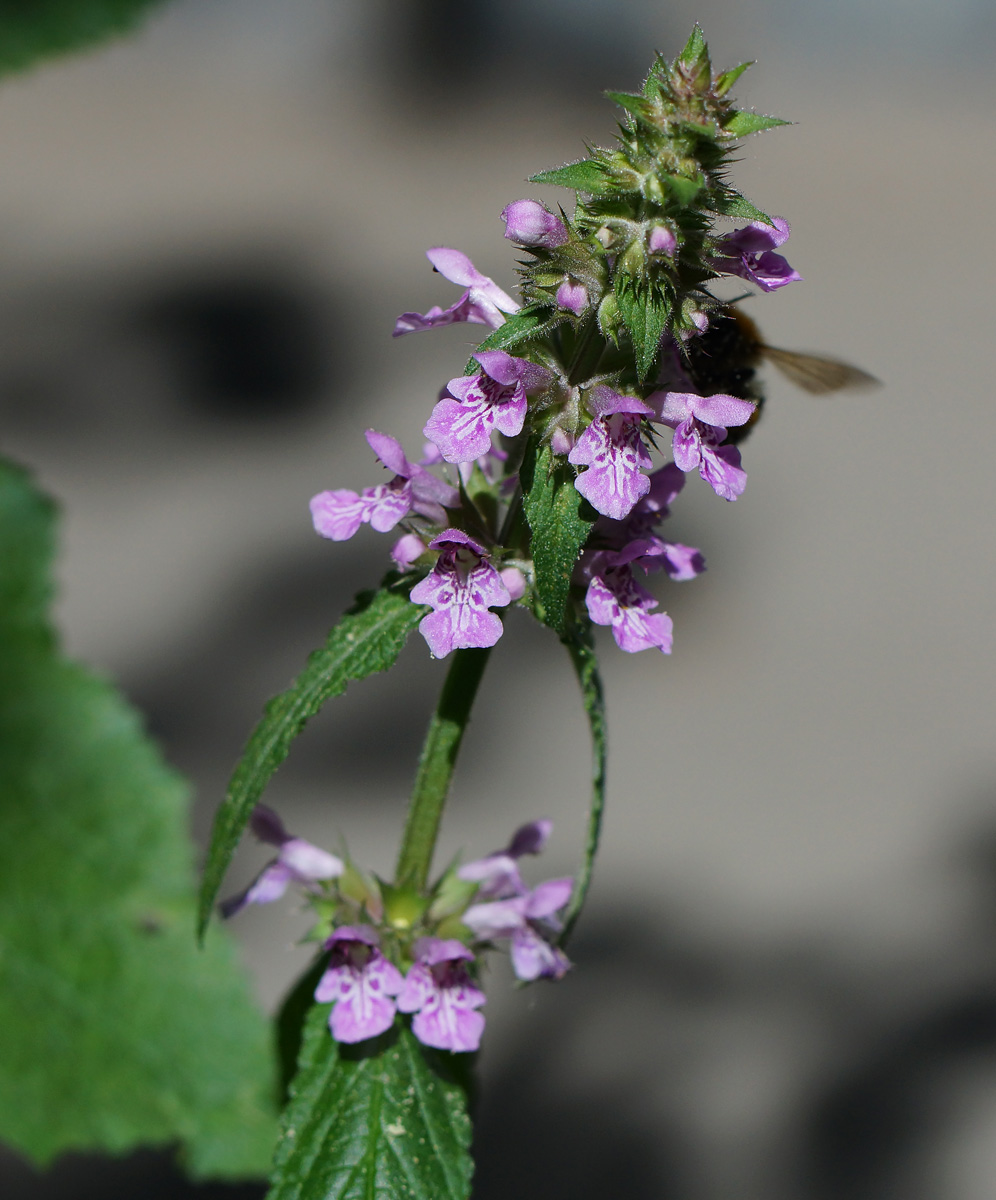 Изображение особи Stachys palustris.