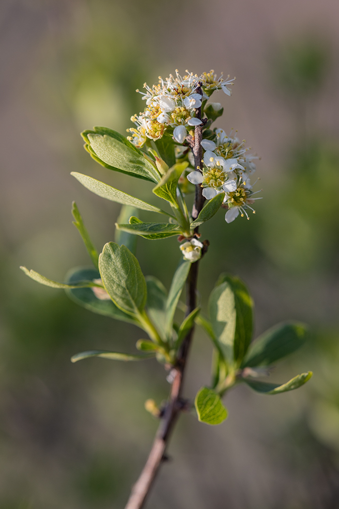 Image of Spiraea hypericifolia specimen.