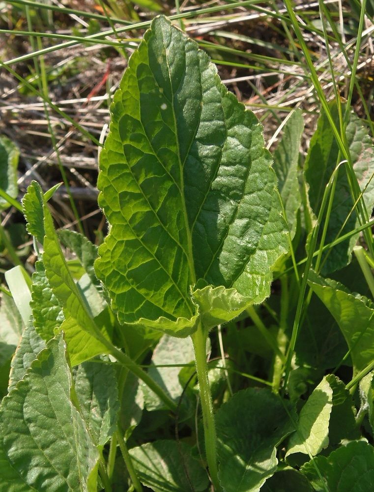 Image of genus Viola specimen.