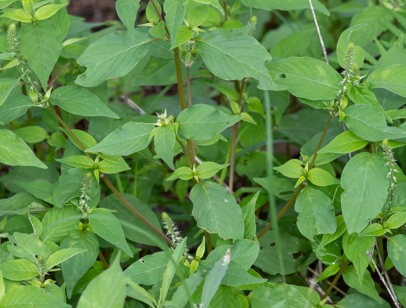 Image of Achyranthes aspera var. sicula specimen.