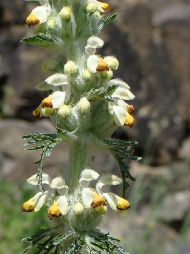 Image of Phlomoides laciniata specimen.