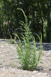 Reseda luteola