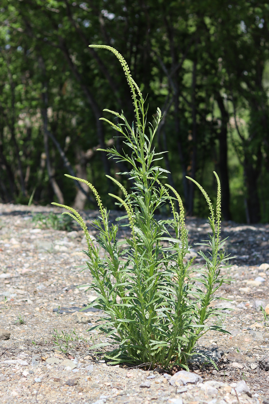 Изображение особи Reseda luteola.