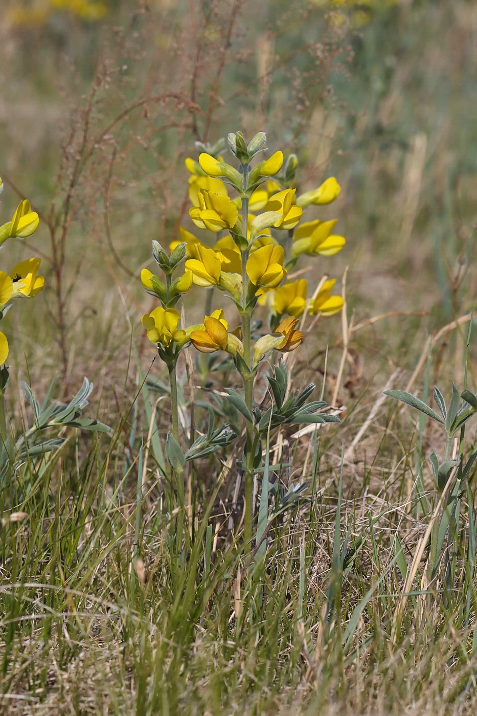 Изображение особи Thermopsis lanceolata.