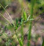 Vicia tetrasperma