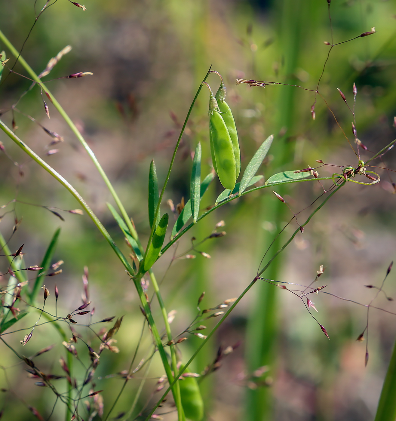 Image of Vicia tetrasperma specimen.