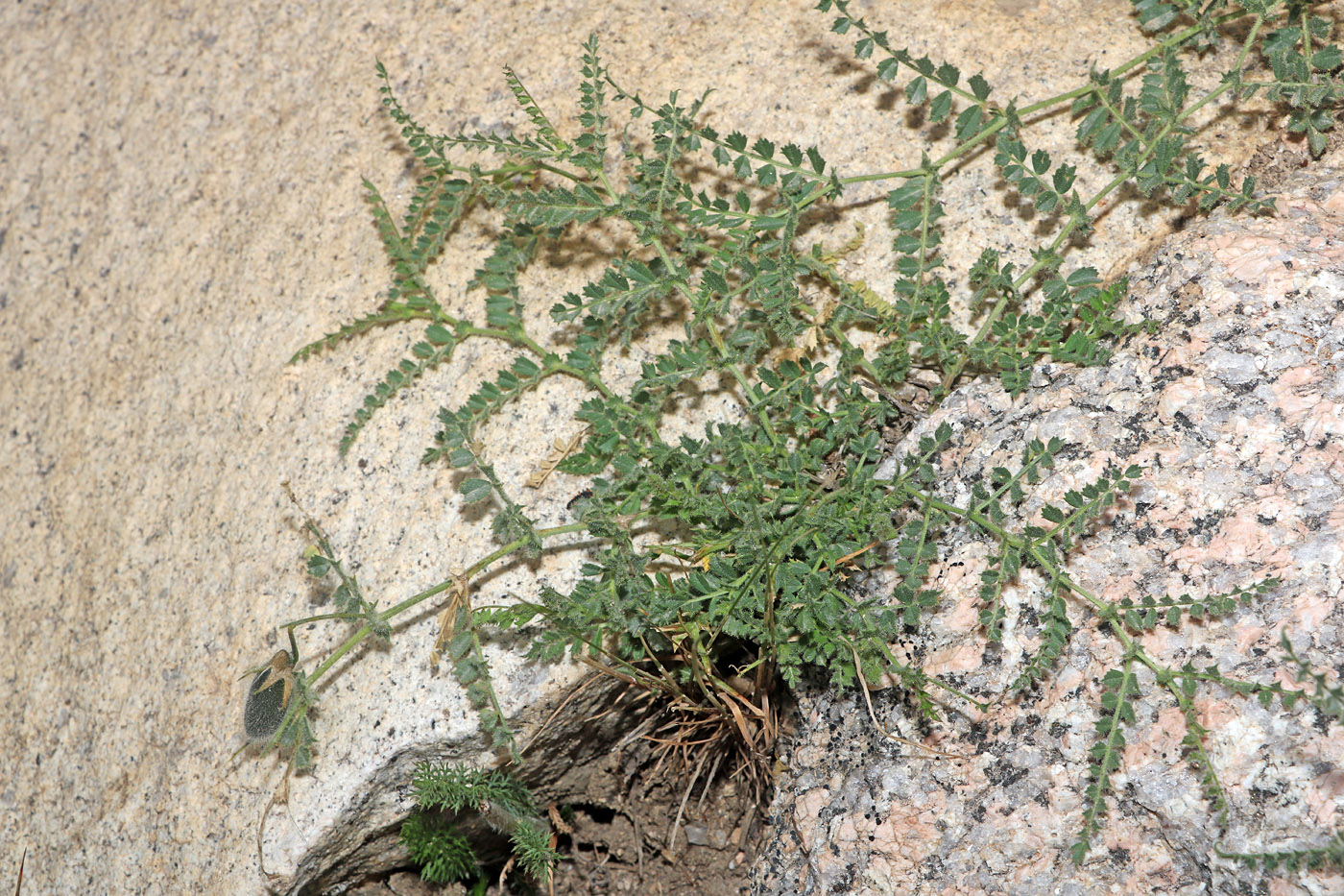 Image of Cicer songaricum specimen.