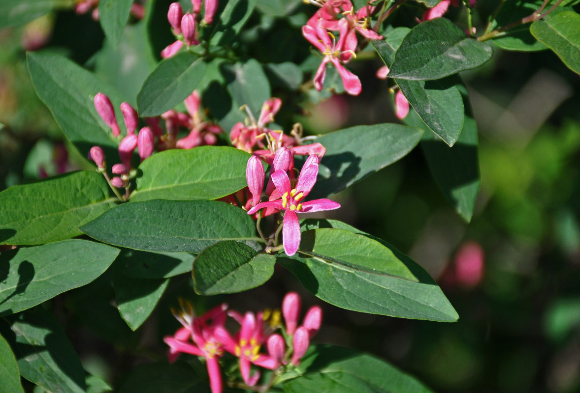 Изображение особи Lonicera tatarica.