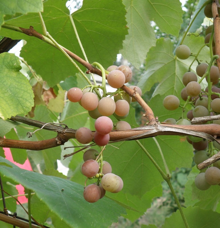 Image of Vitis labrusca specimen.