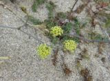 Taeniopetalum obtusifolium