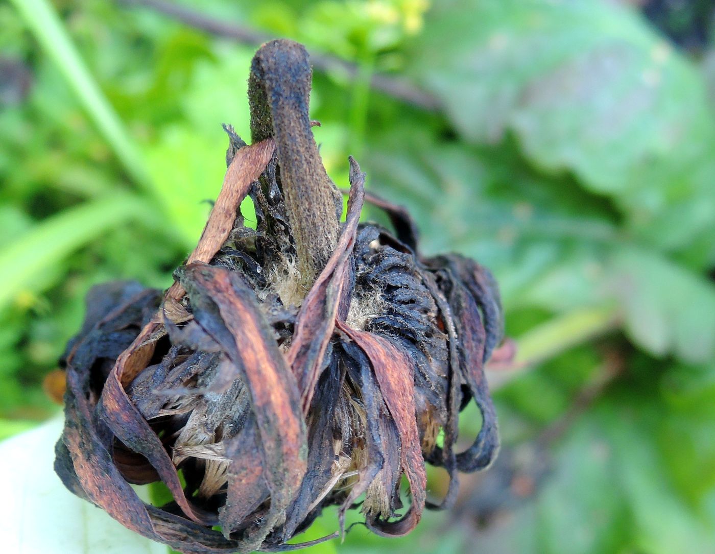 Image of Gerbera jamesonii specimen.