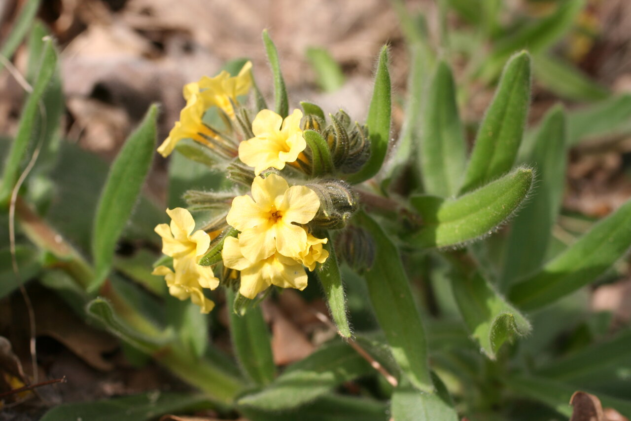 Изображение особи Alkanna primuliflora.