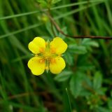 Potentilla erecta. Цветок на верхушке побега. Ленинградская область, Выборгский район, экопоселение \"Ясное\". 31 августа 2008 г.