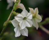 Nicotiana alata