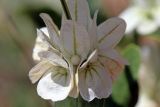 Otostegia fedtschenkoana