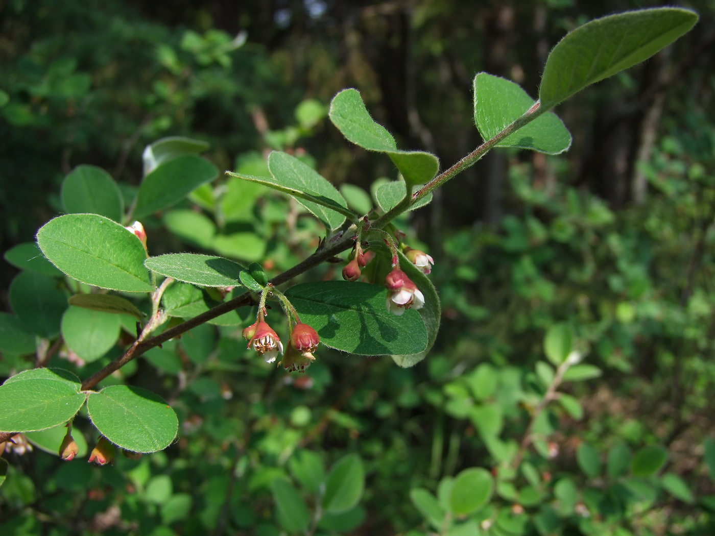 Image of Cotoneaster melanocarpus specimen.