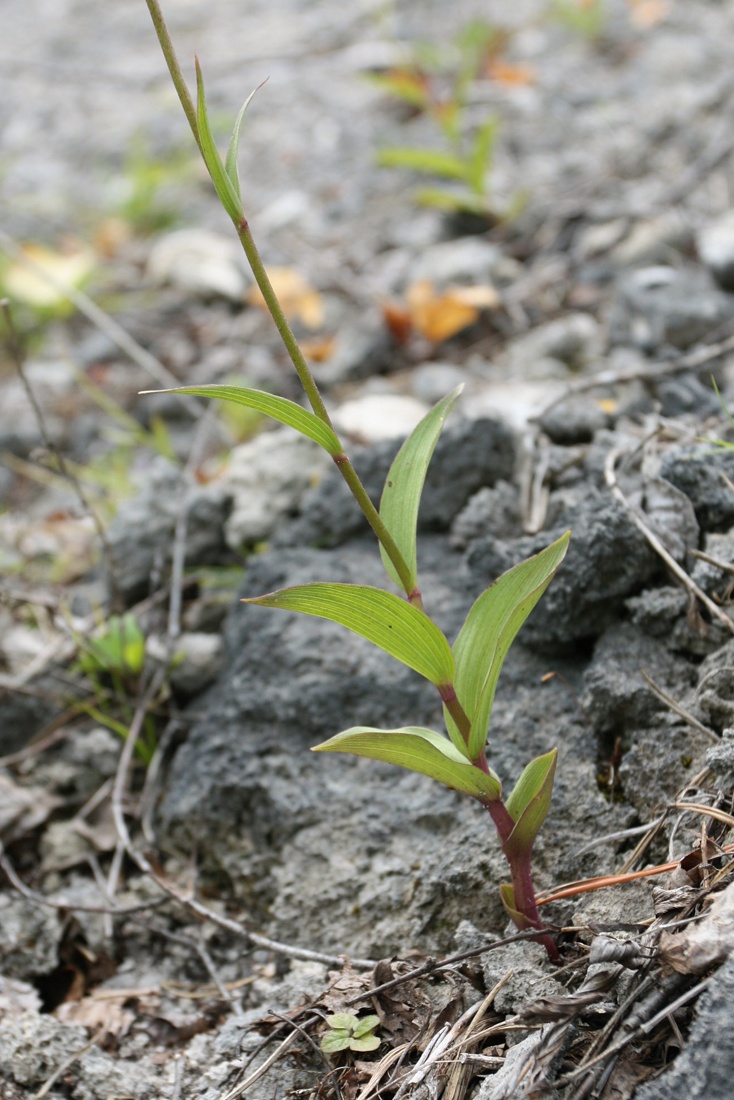 Изображение особи Epipactis atrorubens.