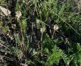 Oxytropis candicans. Цветущее растение. Иркутская обл., Слюдянский р-н, окр. мыса Шаманский, обочина грунтовой дороги. 03.06.2020.