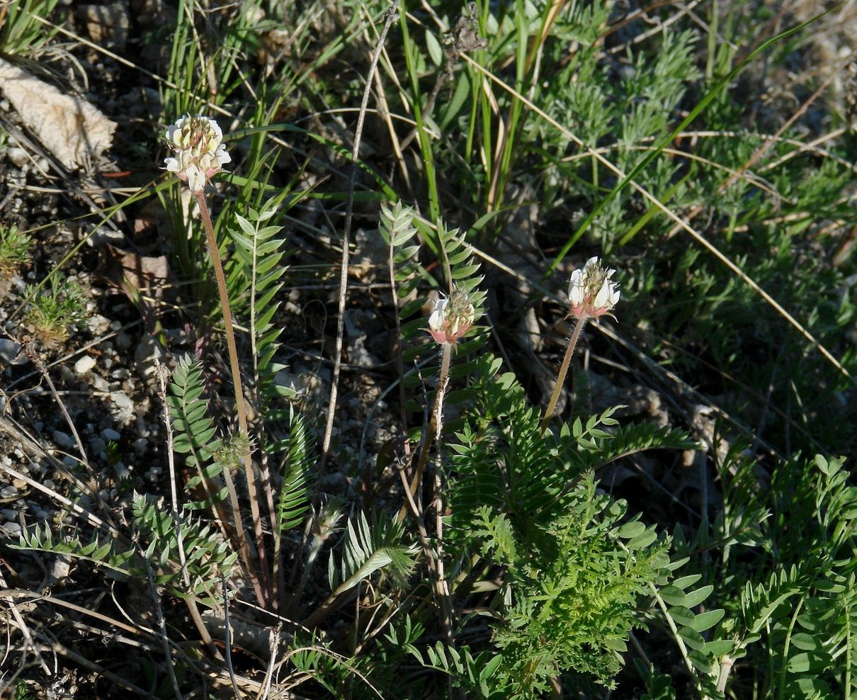 Image of Oxytropis candicans specimen.