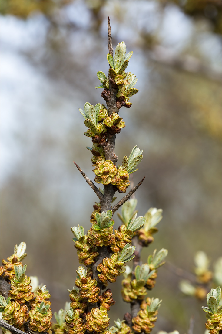 Image of Hippophae rhamnoides specimen.