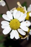 Pyrethrum parthenifolium. Соцветие. Узбекистан, г. Ташкент, пос. Улугбек, рудеральное местообитание. 08.06.2020.