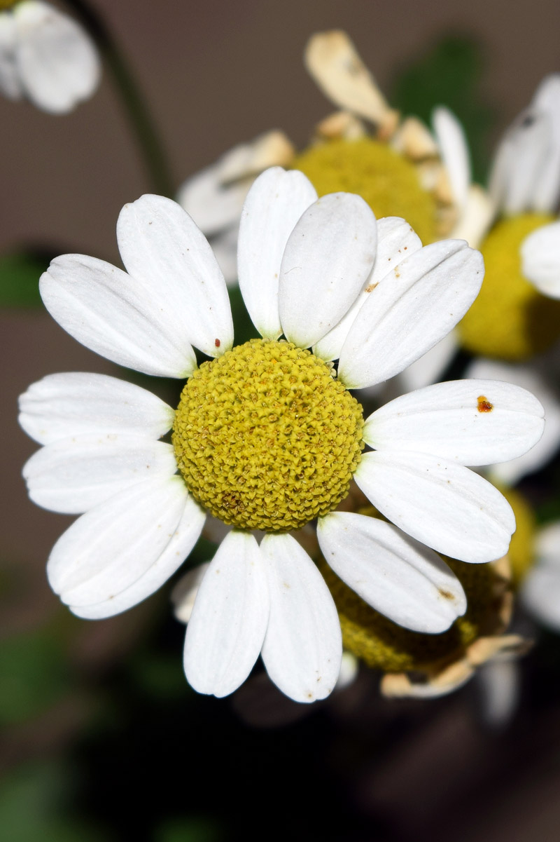 Изображение особи Pyrethrum parthenifolium.