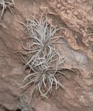 Tillandsia recurvata. Вегетирующие растения. Перу, регион Куско, археологический комплекс \"Писак\". 12.10.2019.