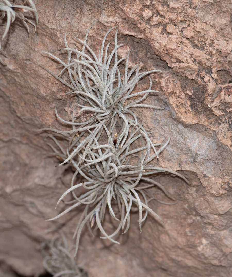 Изображение особи Tillandsia recurvata.