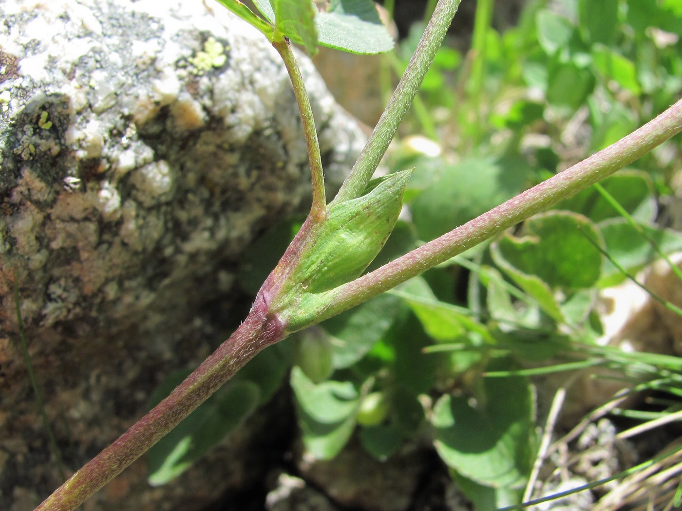 Изображение особи Trifolium rytidosemium.