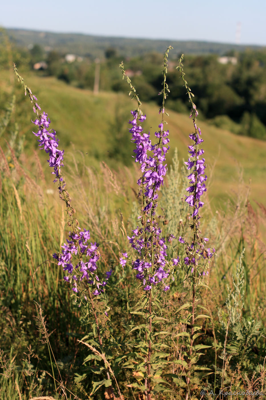 Изображение особи Campanula rapunculoides.