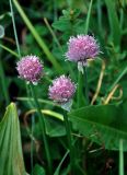 Allium schoenoprasum