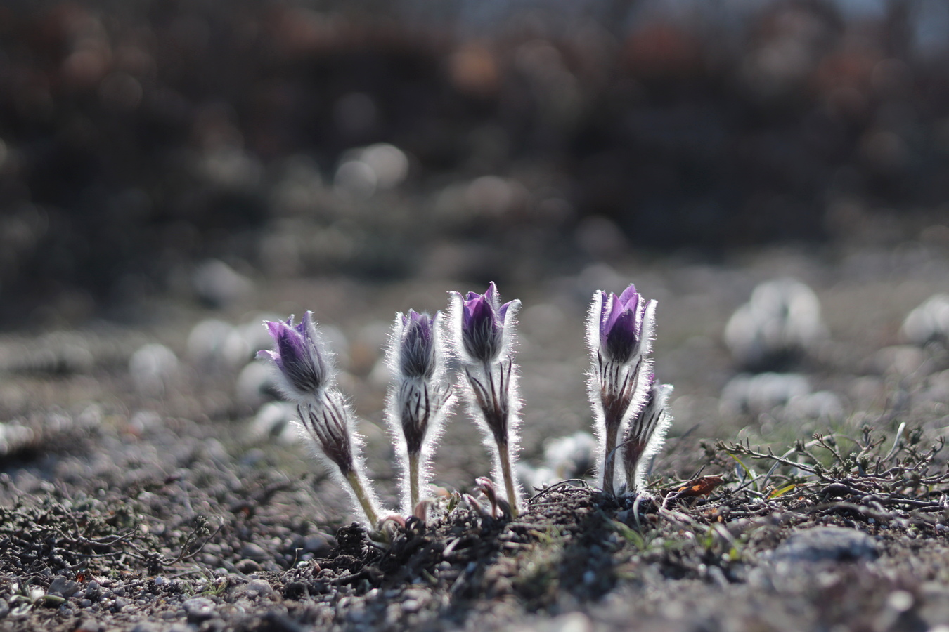 Image of Pulsatilla taurica specimen.