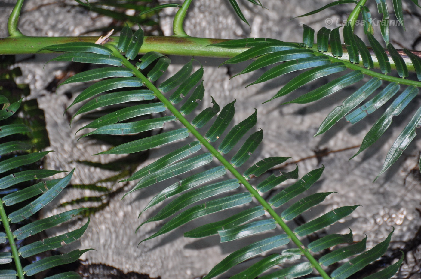 Image of Angiopteris evecta specimen.