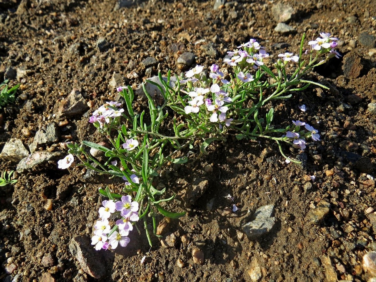 Изображение особи Dontostemon integrifolius var. glandulosus.