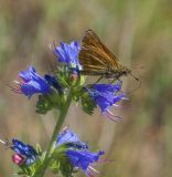 Echium vulgare. Часть соцветия с кормящейся бабочкой-толстоголовкой. Казахстан, Восточно-Казахстанская обл., окр. с. Ушановское; Западный Алтай, скл. Ульбинского хребта, разнотравная петрофитная степь 23.06.2017.