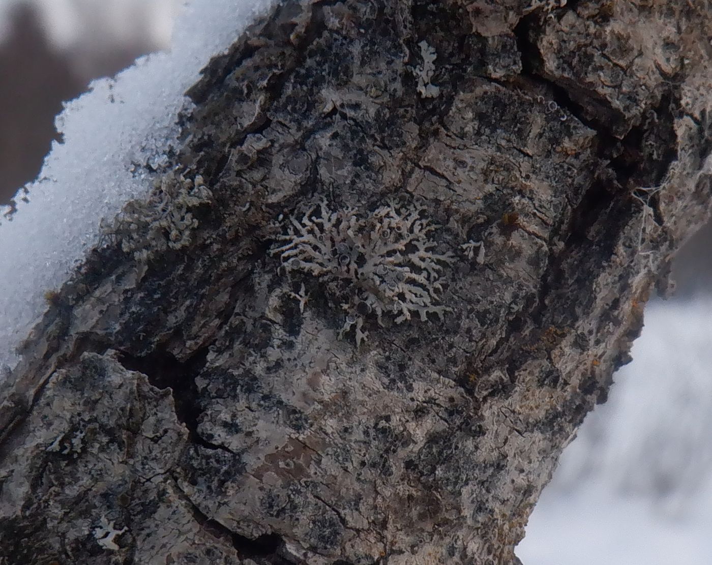 Image of genus Physcia specimen.