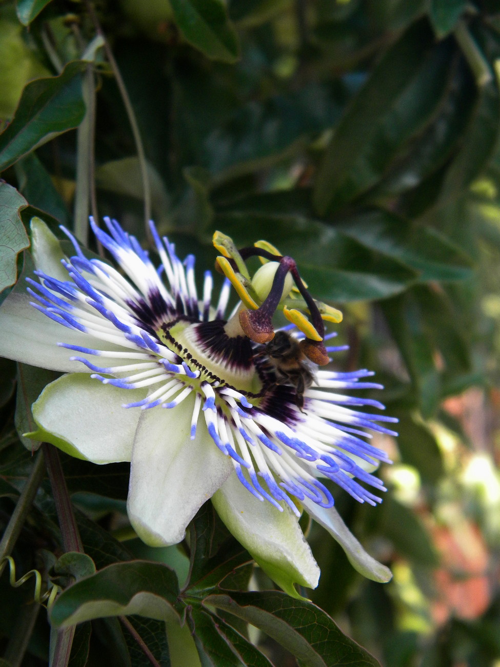 Изображение особи Passiflora caerulea.