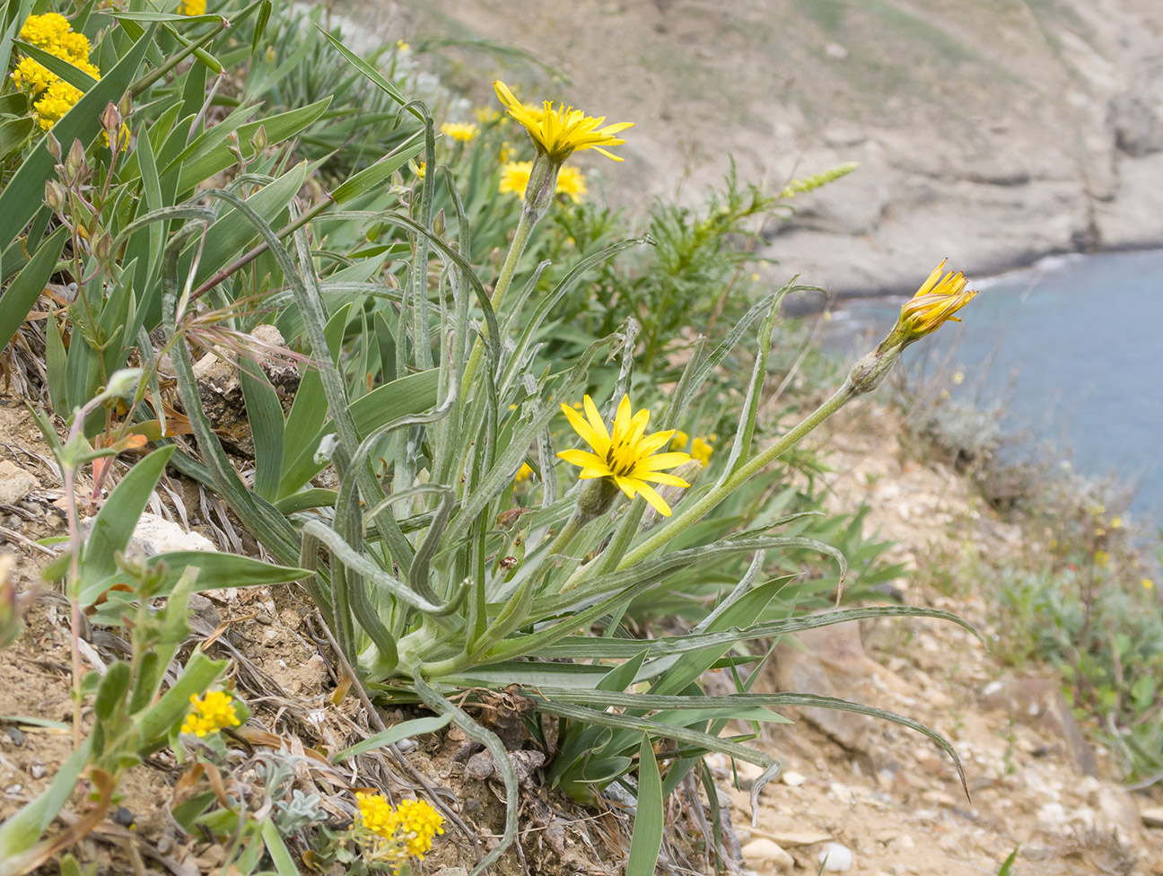 Image of Scorzonera mollis specimen.