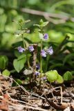 Glechoma hederacea