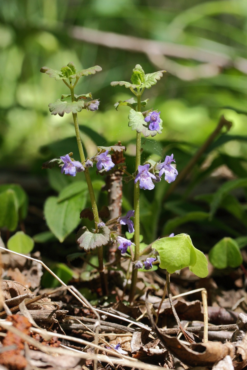 Изображение особи Glechoma hederacea.